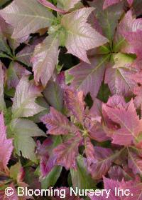 Rodgersia podophylla 'Rotlaub' 